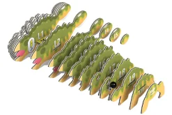 Eugy 61 Ankylo Card 3D Puzzle