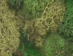 Javis Lichen Green Bulk Pack