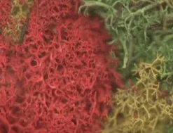 Javis Lichen Multi Colour Small