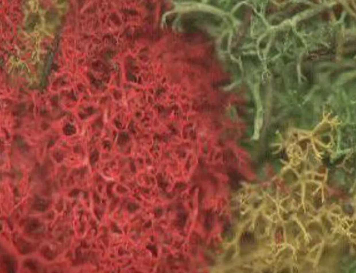 Javis Lichen Multi Colour Small