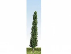 K+M Model Trees 125 Single Poplar Model Tree