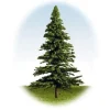 K+M Model Trees 125mm Single Fir Model Tree
