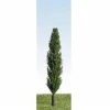 K+M Model Trees 90mm Single Poplar Model Tree