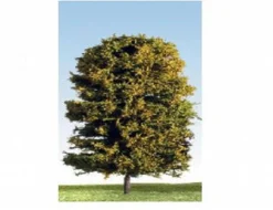 K+M Model Trees 175mm Single Deciduous Mixed Colour Model Tree
