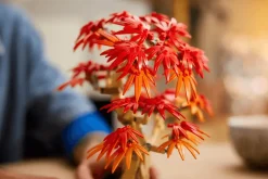 Lego Botanicals Japanese Red Maple Bonsai Tree
