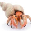 Papo Toys Hermit Crab