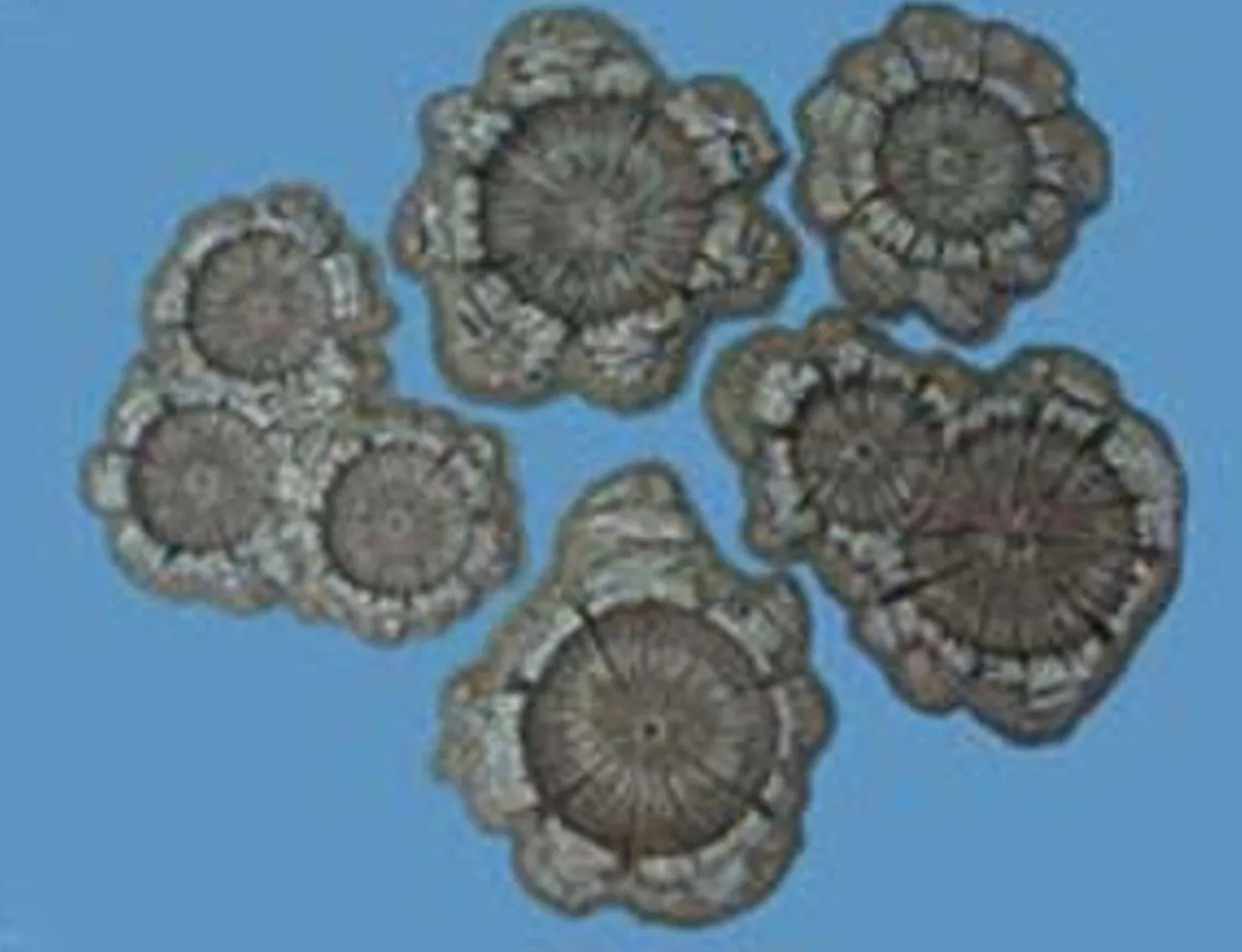 Pegasus Hobbies 28mm Painted Craters Model Kit